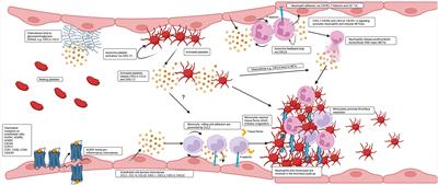 Chemokines, molecular drivers of thromboinflammation and immunothrombosis